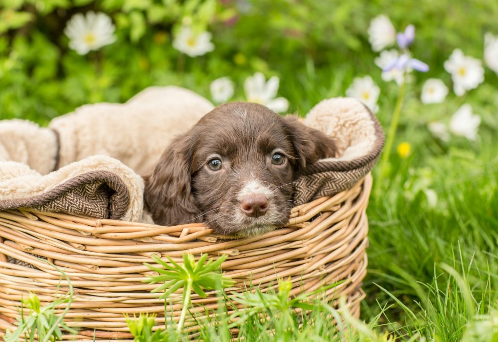 Skrivnosti Urejenega Doma za Večno Pomlad Skrivnosti Urejenega Doma za Večno Pomlad